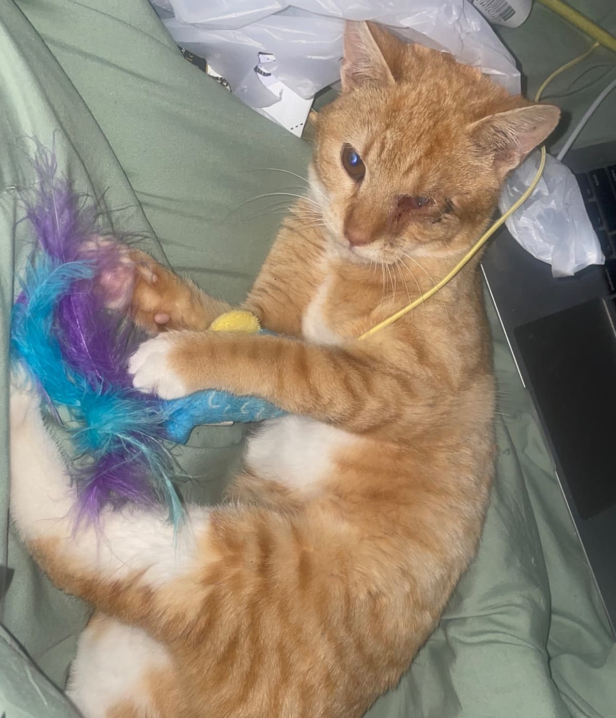 Nala's Eye Removal Surgery