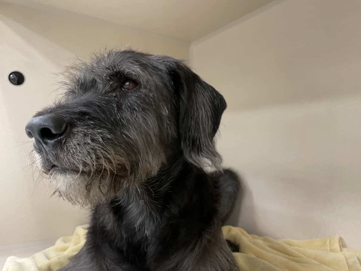 FireAtMyKidsAndLaurensApa