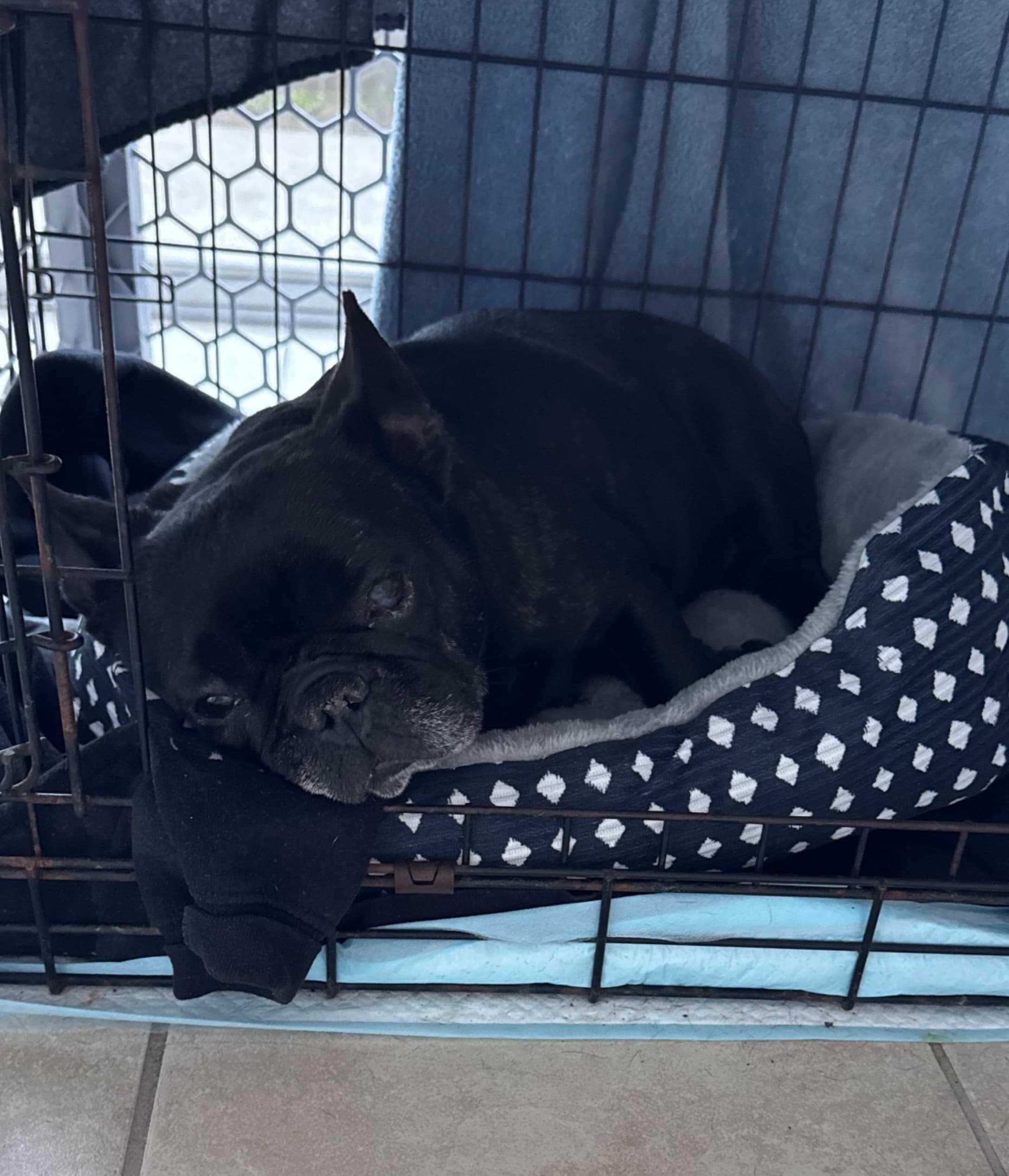 Zoeys Surgery