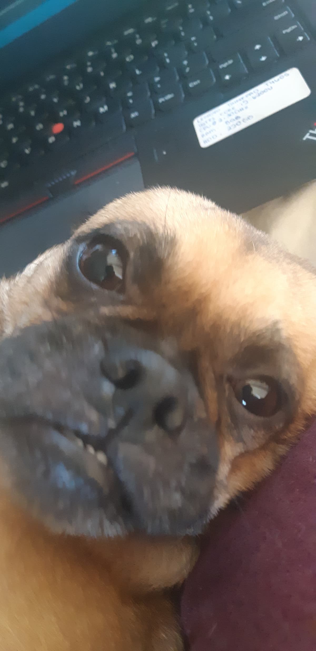 MyDogAteBadPills