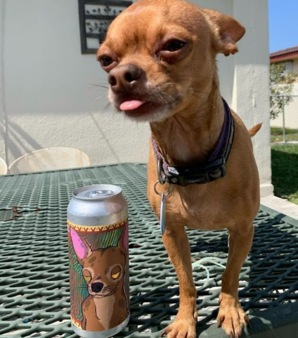 HelpSimbaGetHisUrgentCystoto