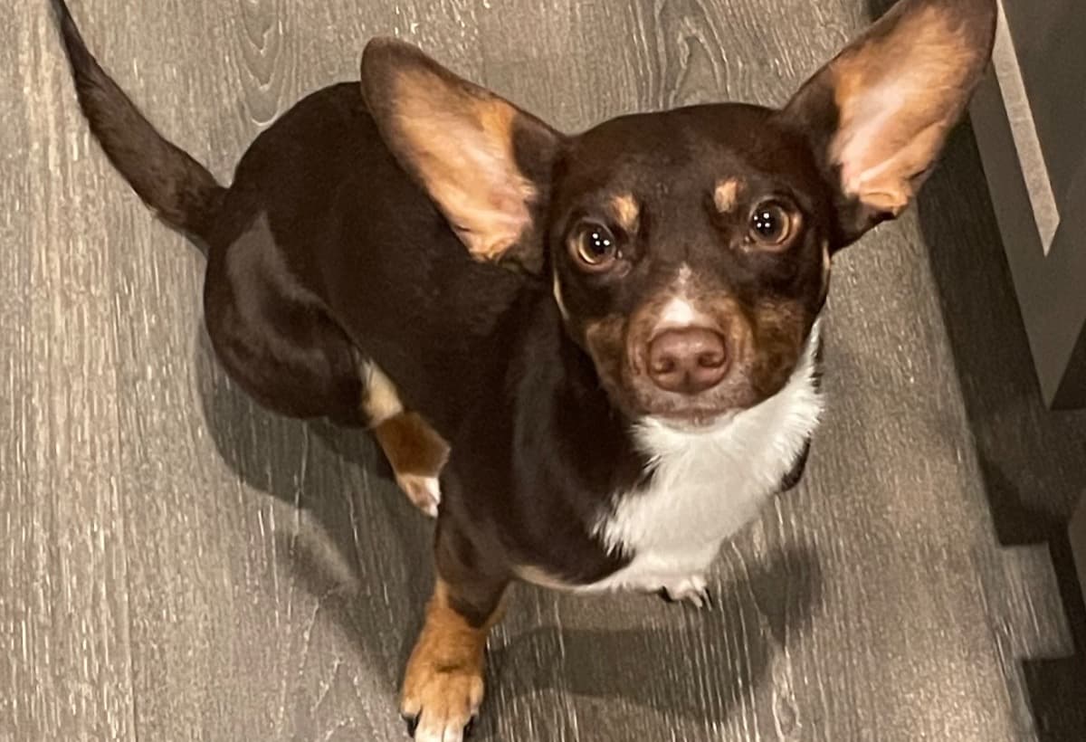 HelpGeorgieBeatTheOdds