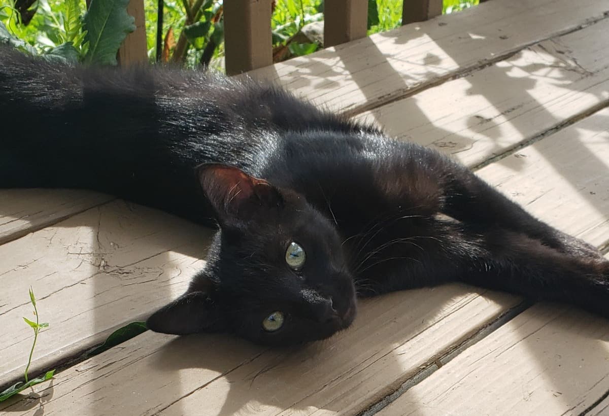 SpayAndNeuterTheNeighborhood