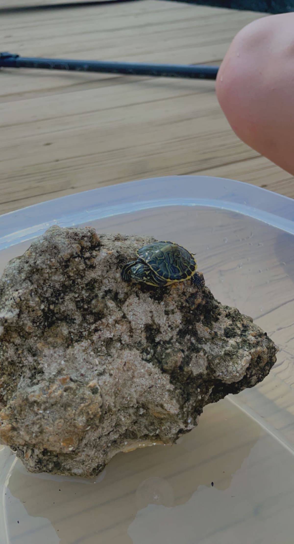 ProperHomeForTurtleInNeed