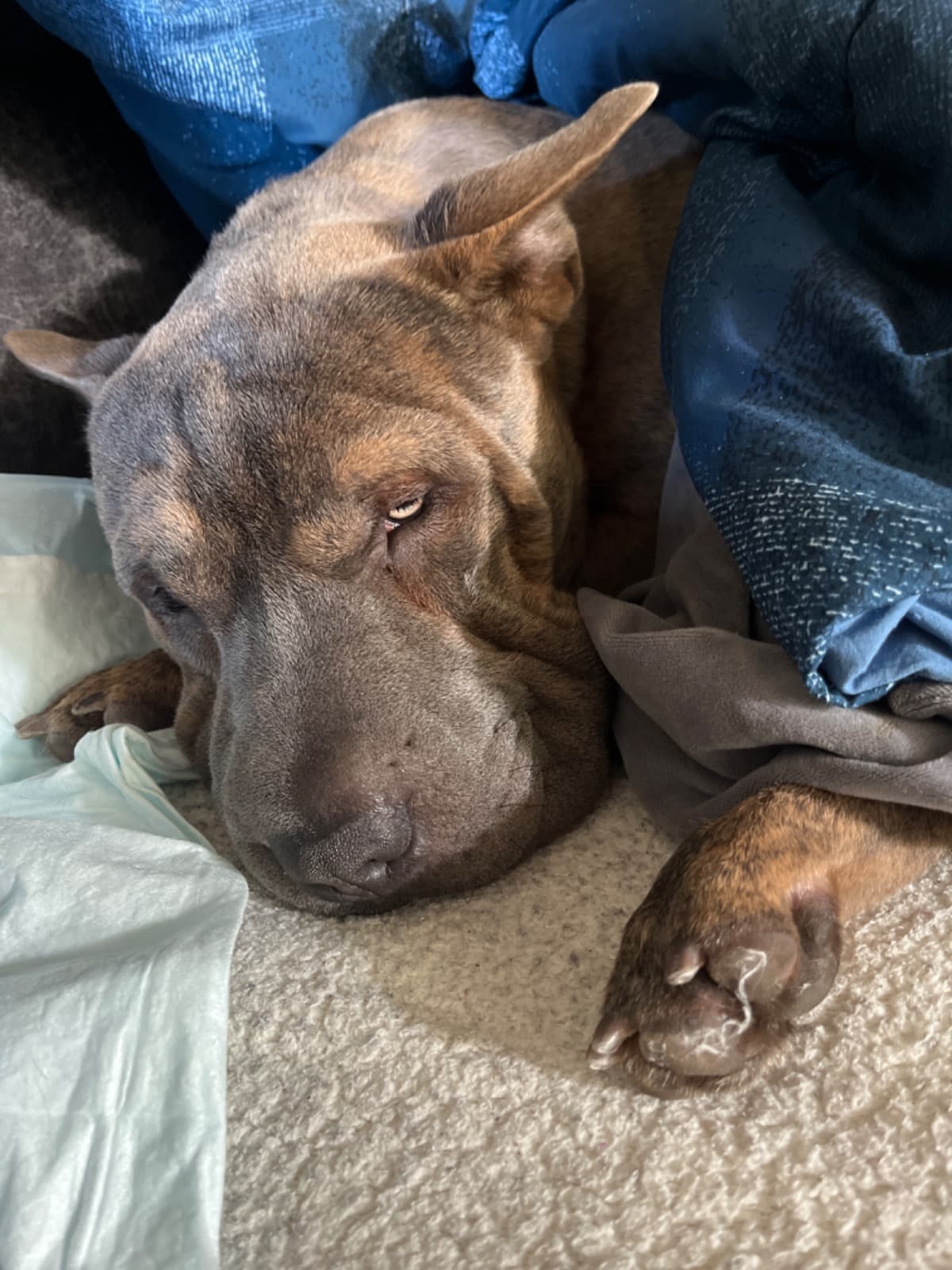 SaveMyPuppyFromDeath