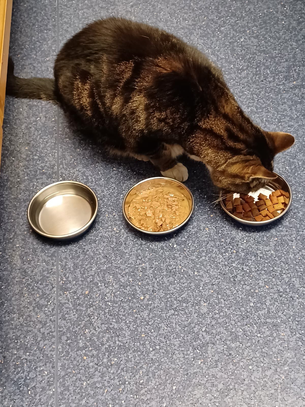 EmergencyCatVetBill