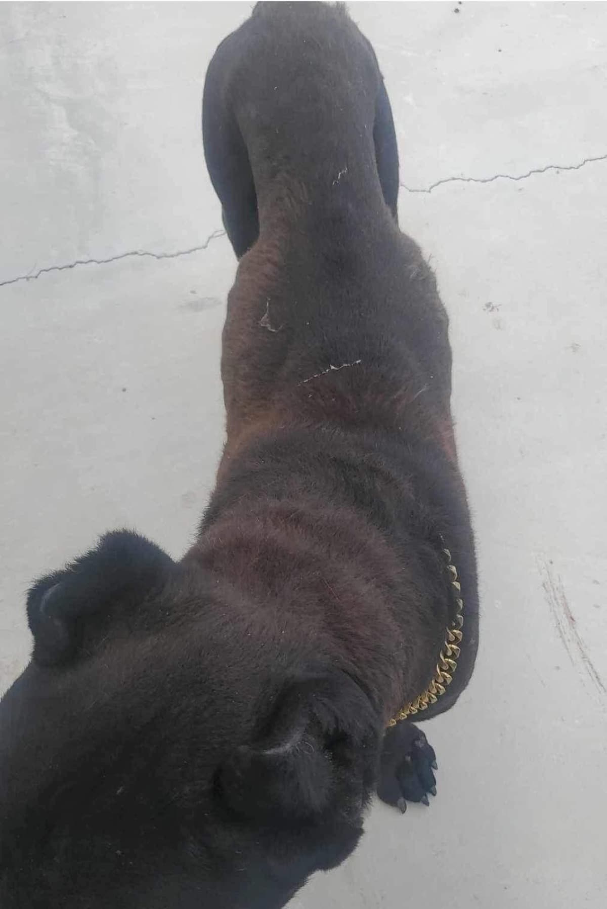 AbandonedAndAbusedCaneCorsos