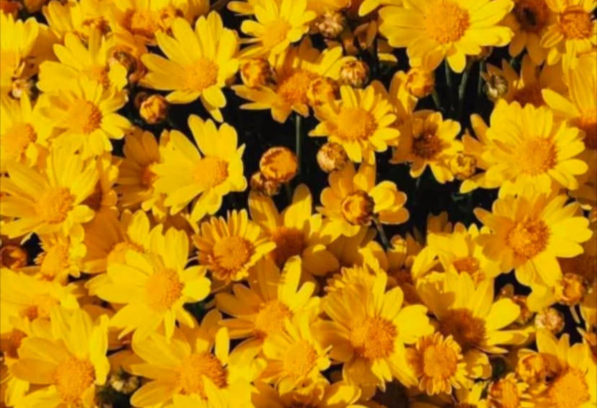 HelpAnaSecureLegalSupport