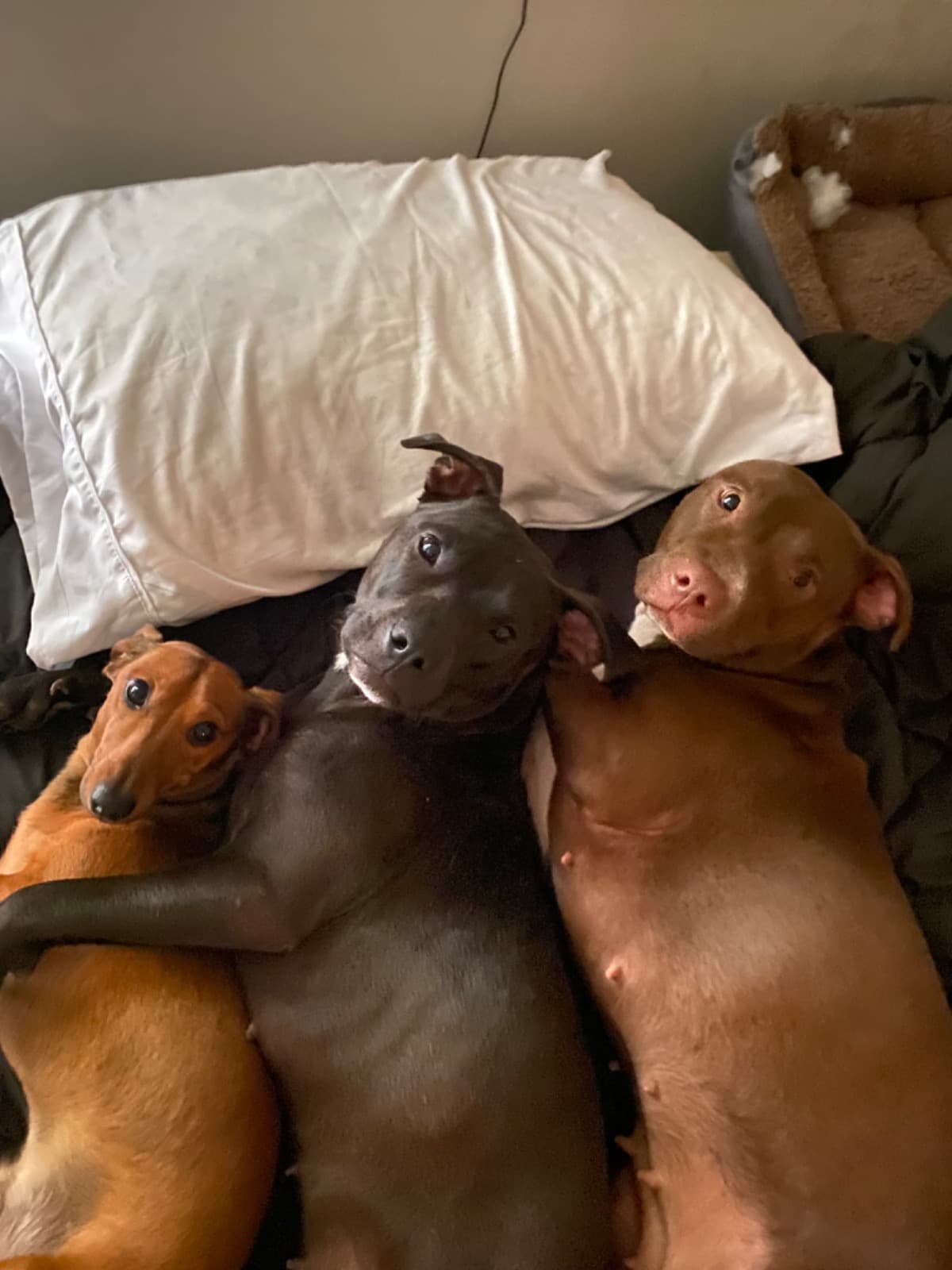 MyBabiesNeedSpayed