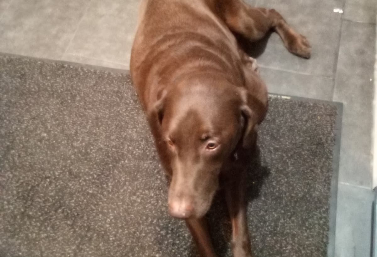 ChocoletLabsTumorNeedsHELP