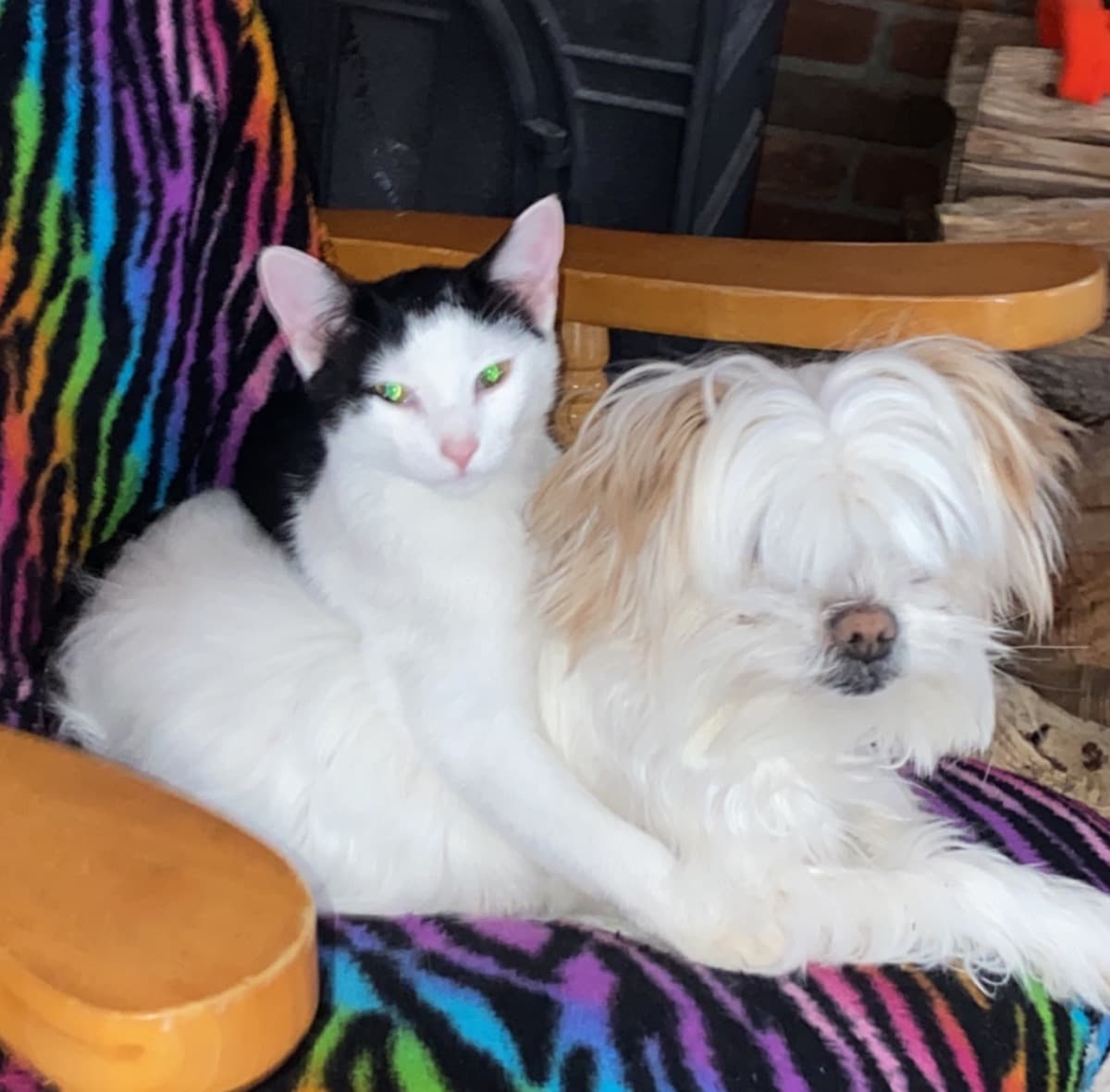 HelpSophieDefeatKidneyF