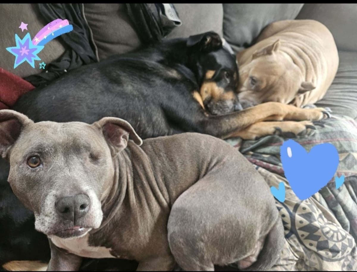 TheDoghouse