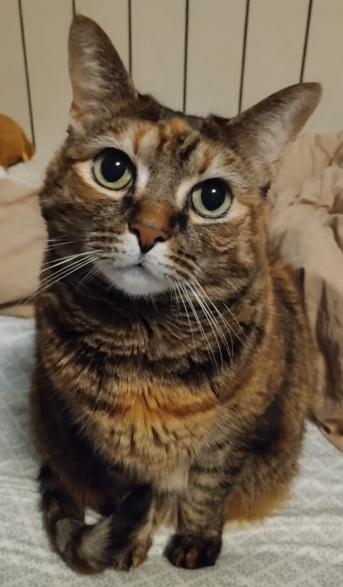 EmergencyVetCareForPudd