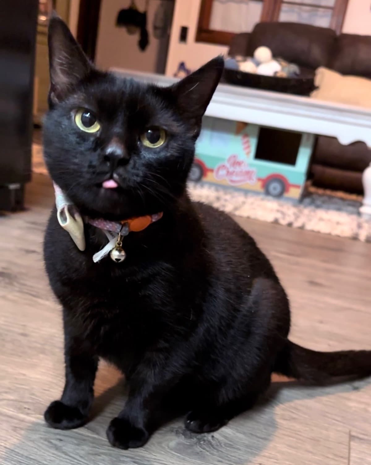 FultonFamilyKitten
