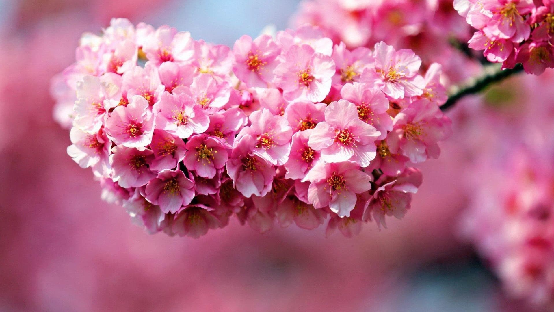 I Wanted To Buy You Flowers