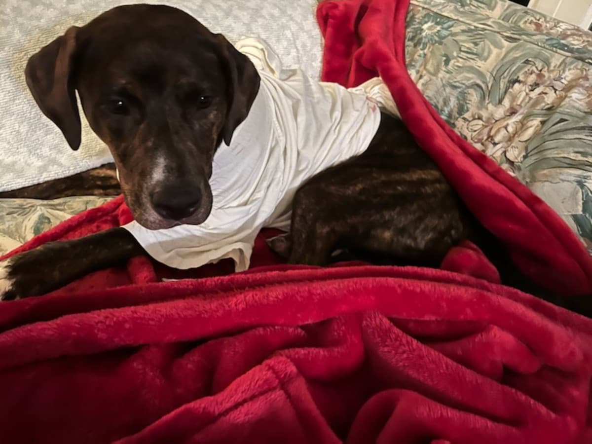EmergencyFamilyPetSituation