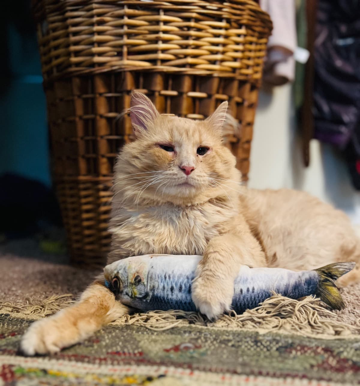 HelpAslanGetHisEyesBack