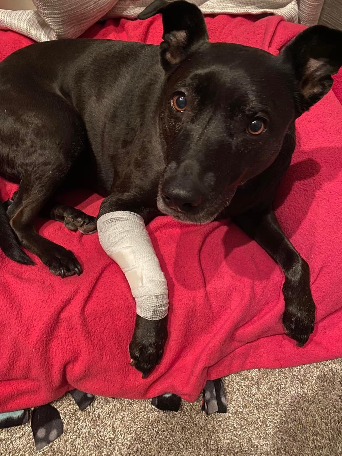 ImpendingAmputationForMolly