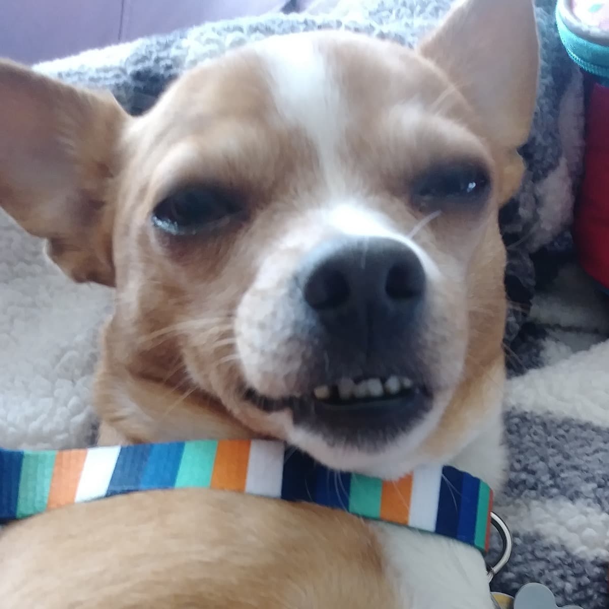 MyDogChewyTeeth