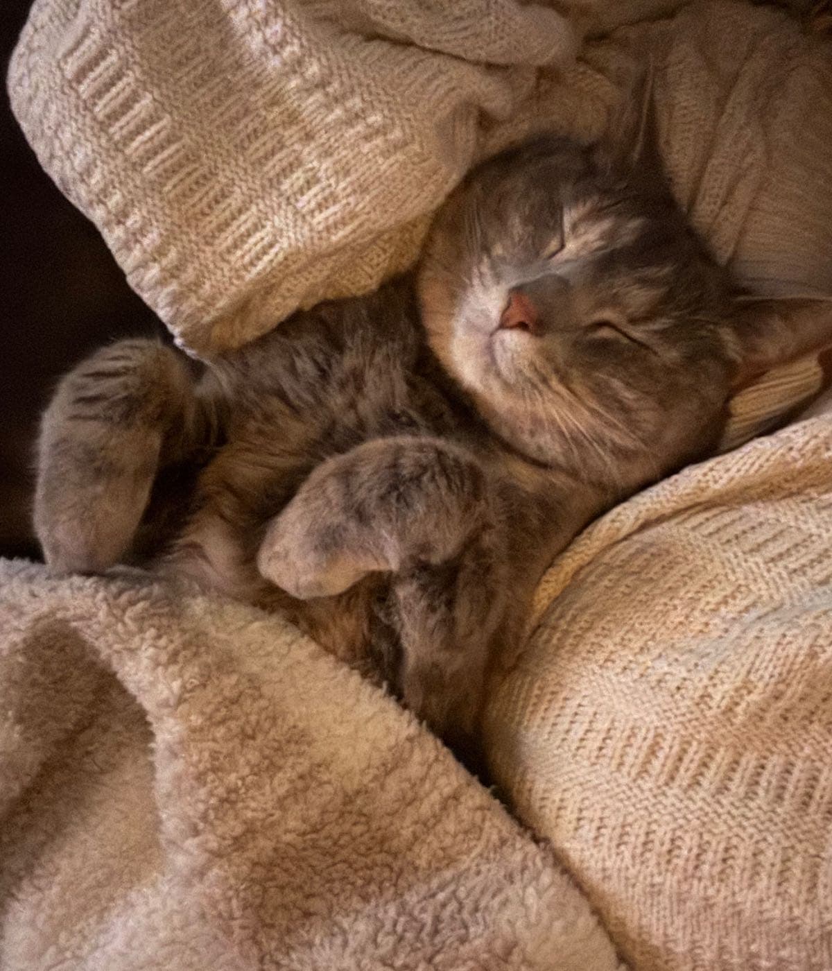 Help Luna Heal Her Leg