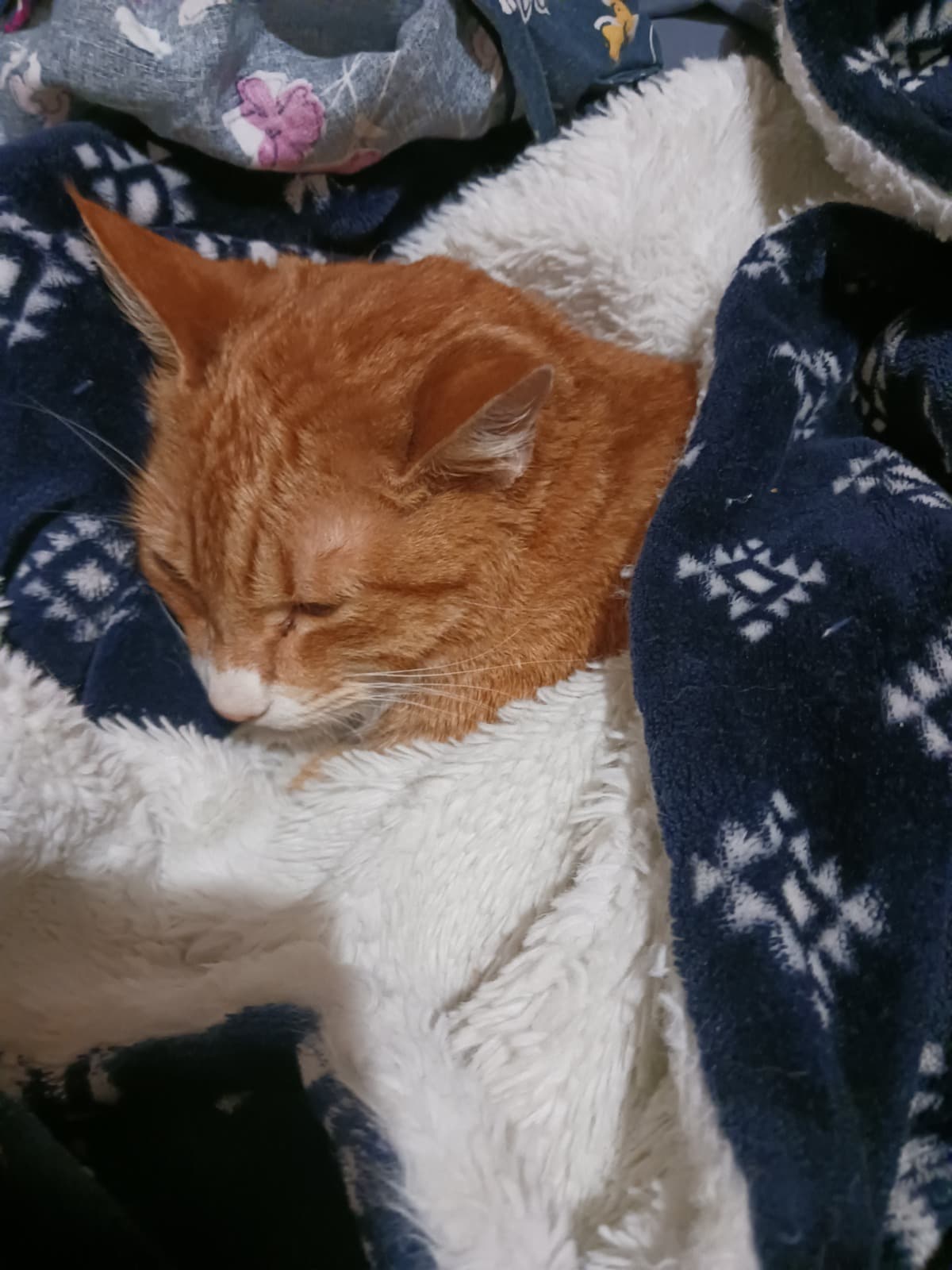 OrangeJuliusOurLovingFurBaby