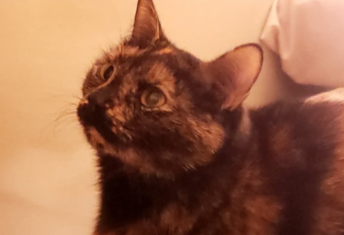 EmergencyHerniaRepair