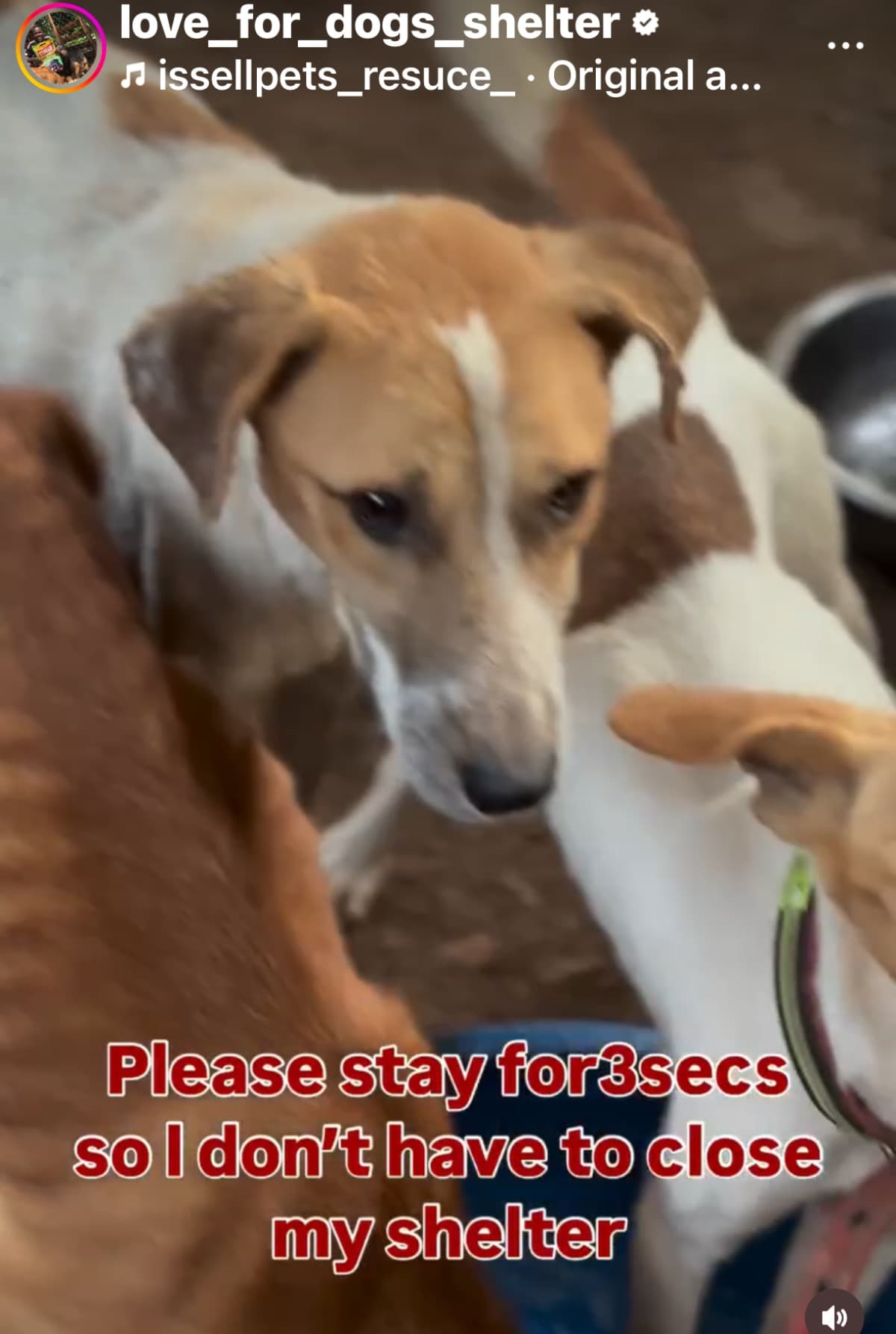 HelpFeedUgandanDogs