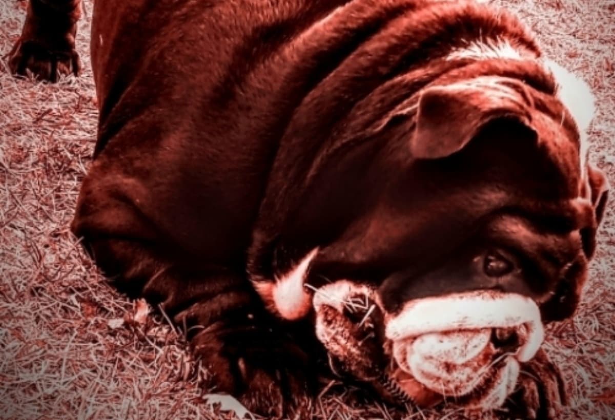 HelpZeusGetTreatment