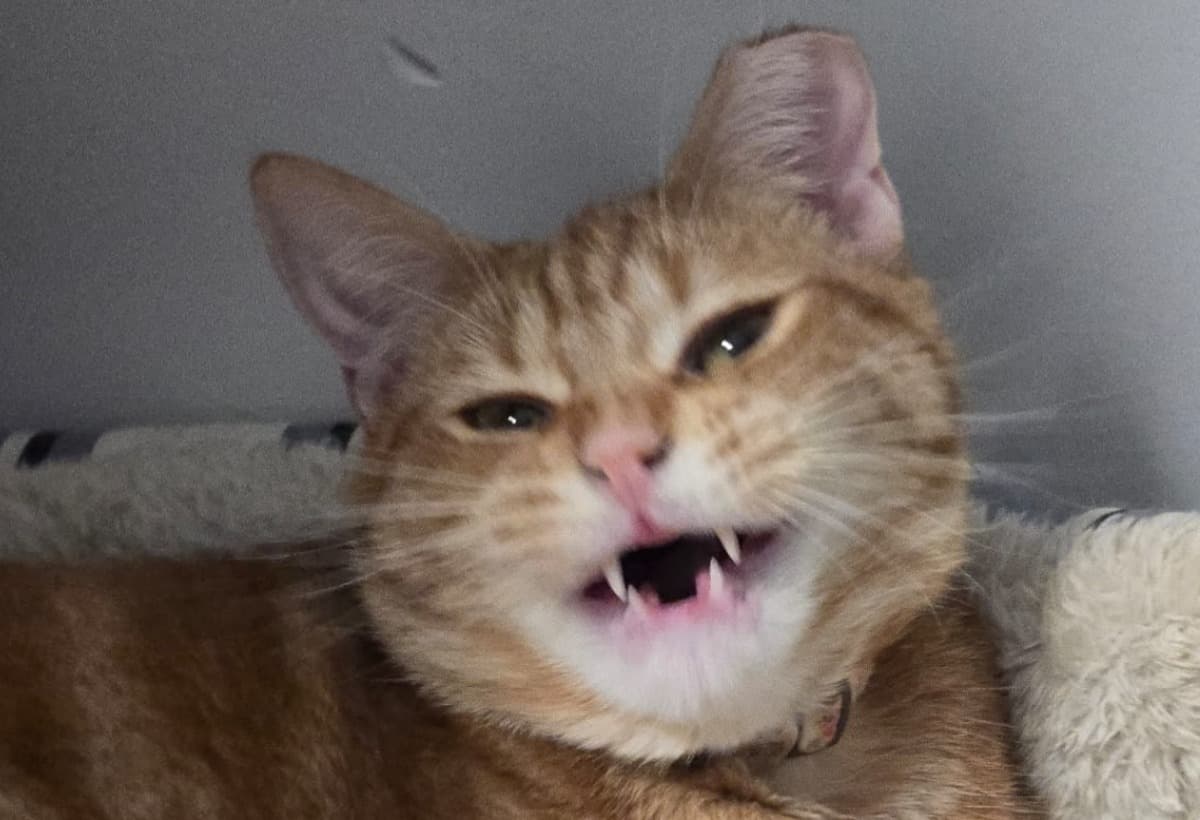 ButtercupsTeethTreatment