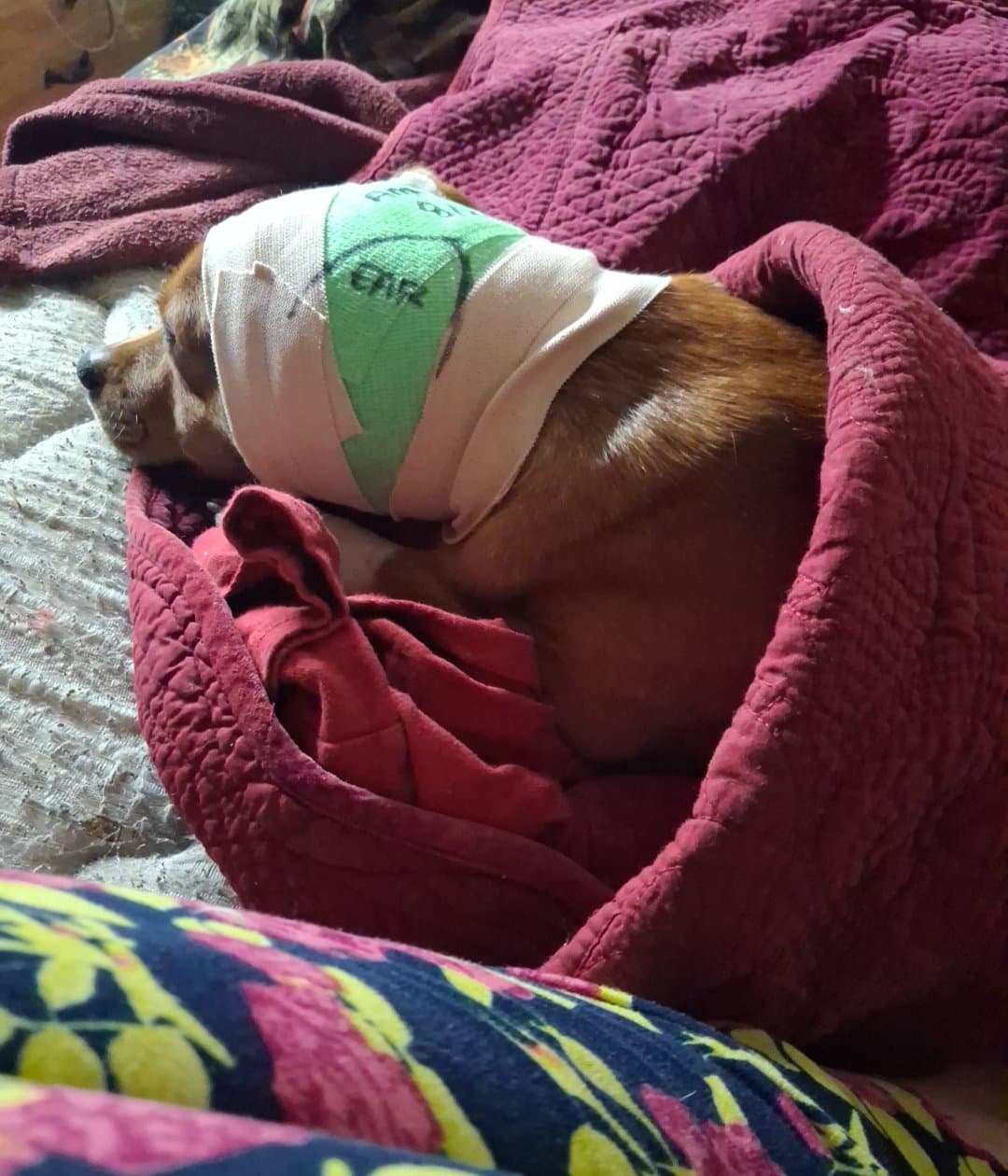 Help My Puppy Get Urgent Surgery
