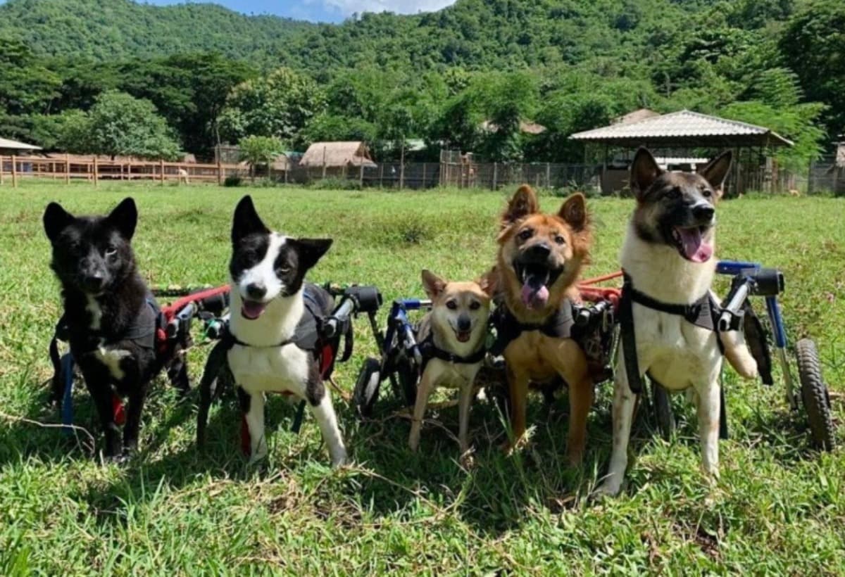 BuildFridasKitchenForENPDogs