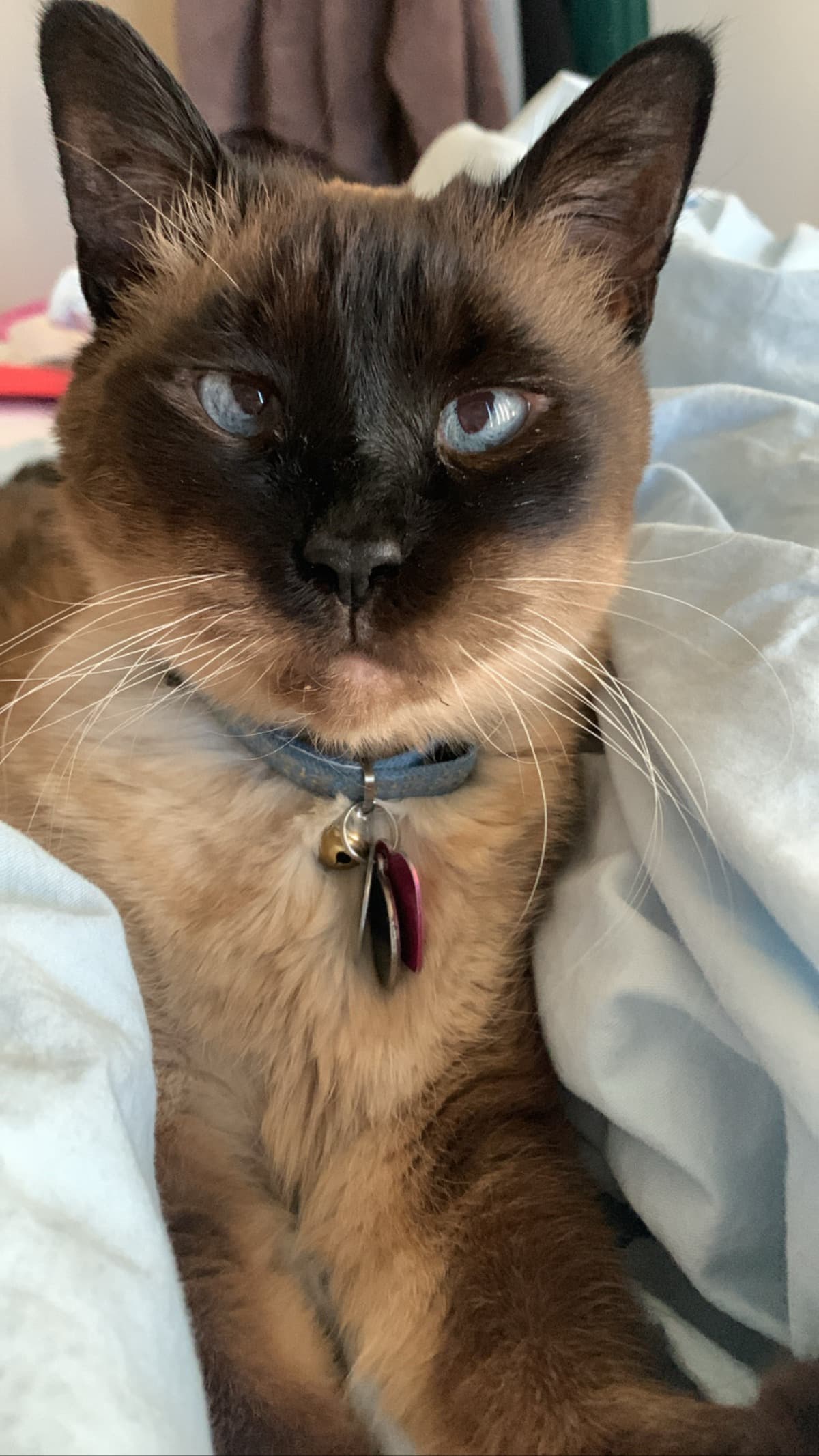 HelpForNoelle