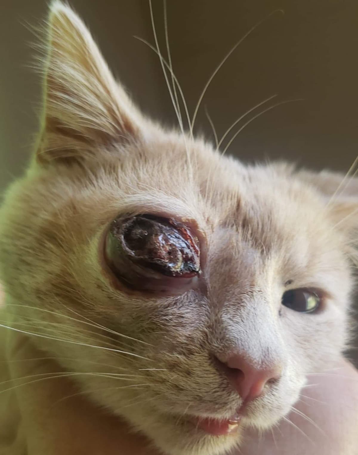 SaveKittiesEye