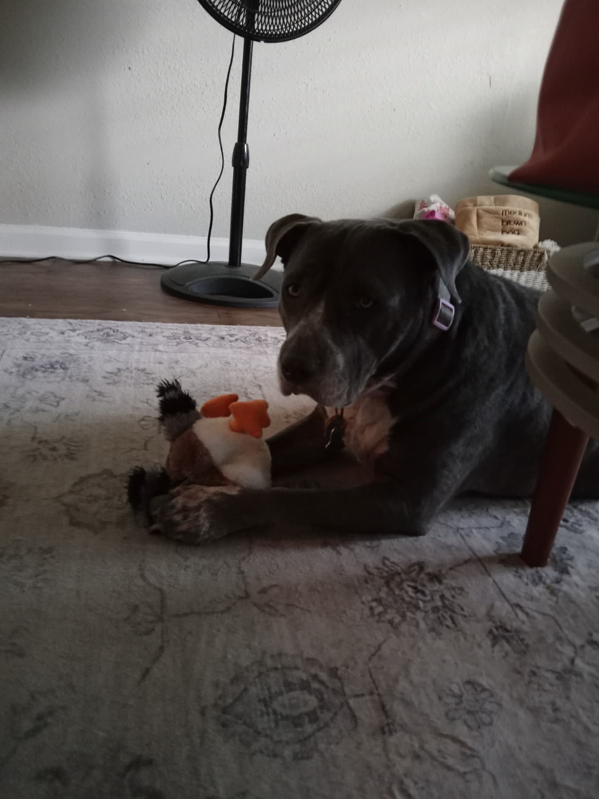 WeAreStrandedWithOurDog