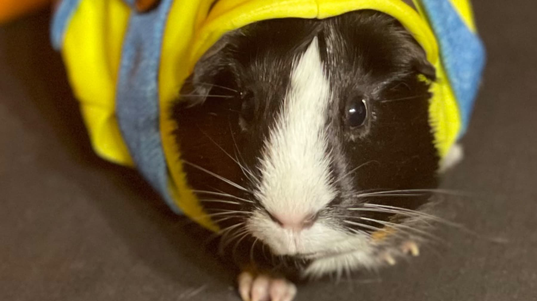 GuineaPigFuture
