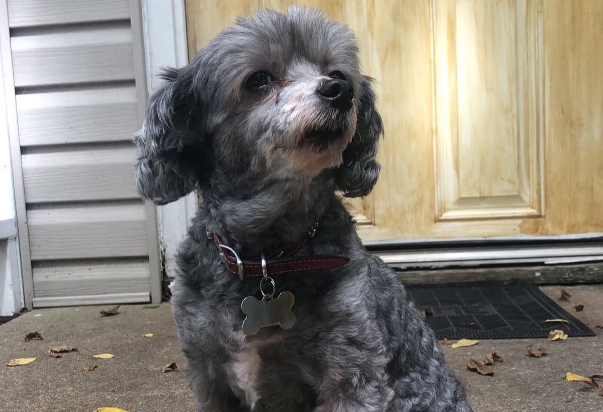 ArchiesDentalProcedure