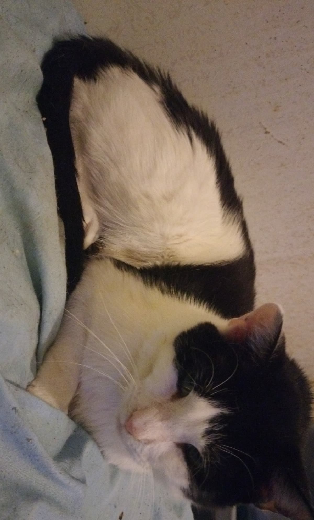 OurCatHaveABladderBlockage