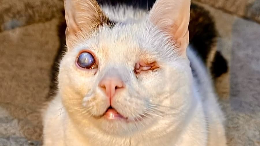 Help Nala Ollie 🐈 Fight Cancer And Live