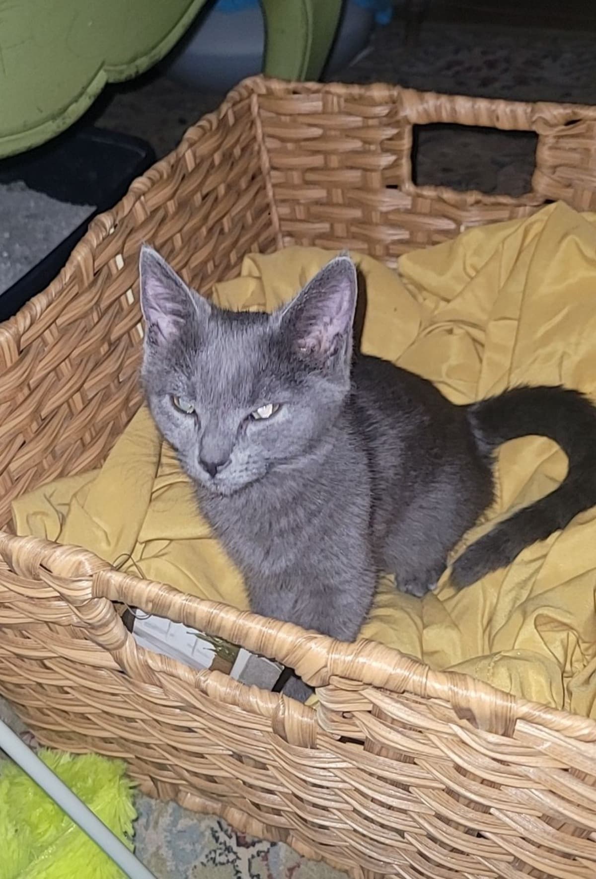 KittenNeedsSurgery