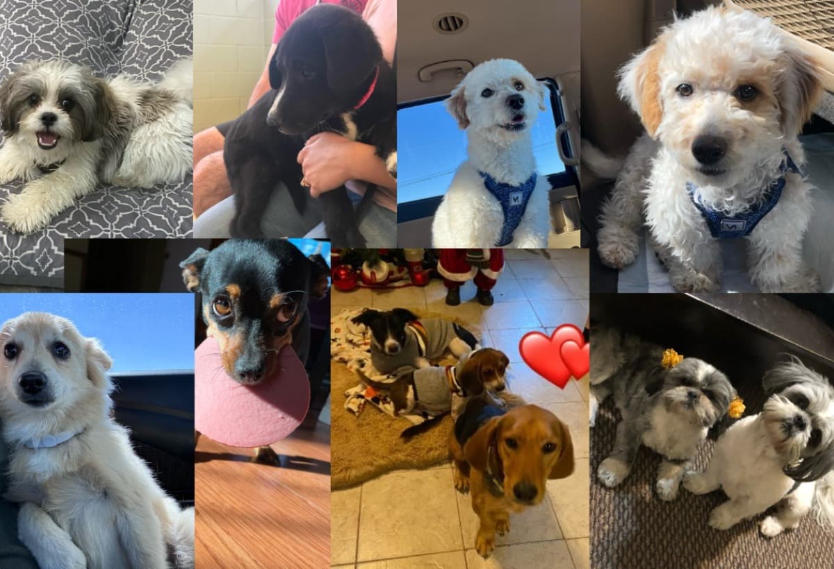 UTEPStudentsForAnimals