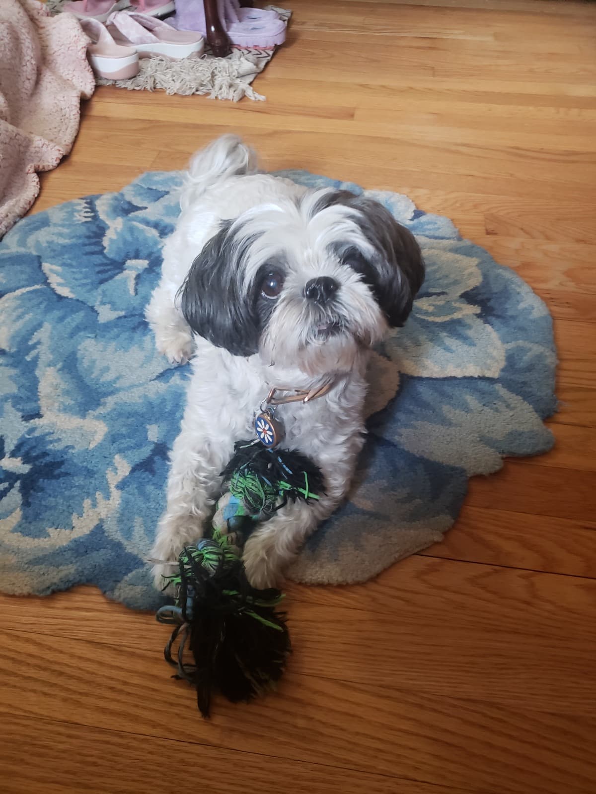 DaisysEmergencyBills