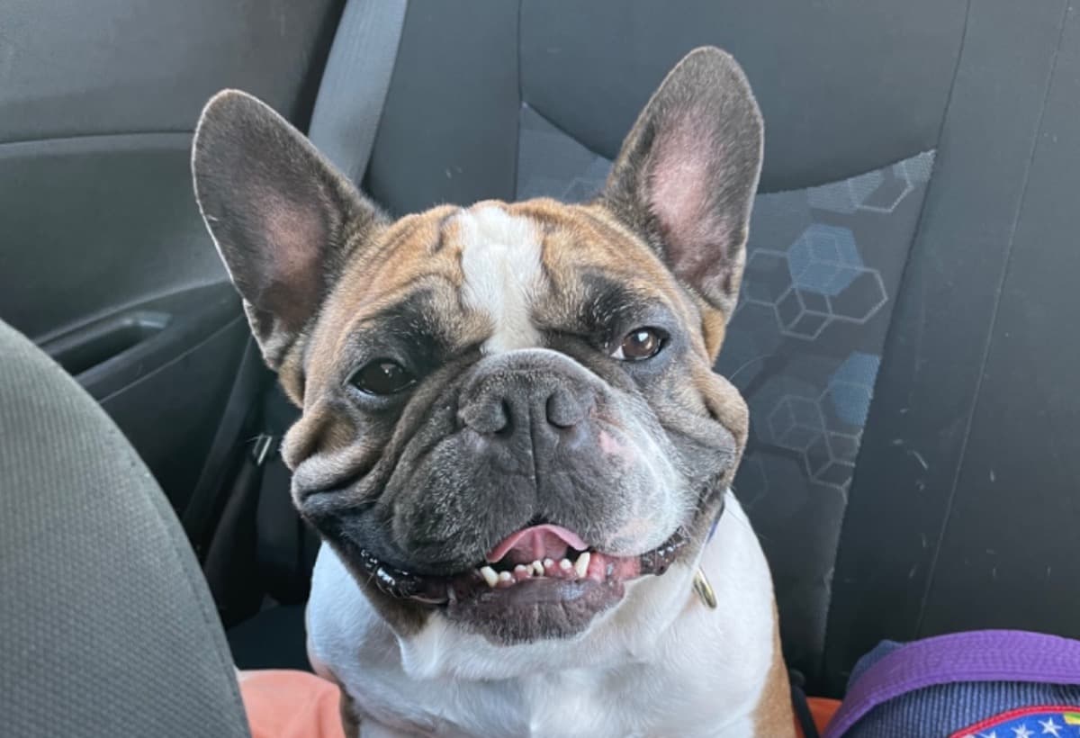 GordonRamsayRd2IVDDSurgery