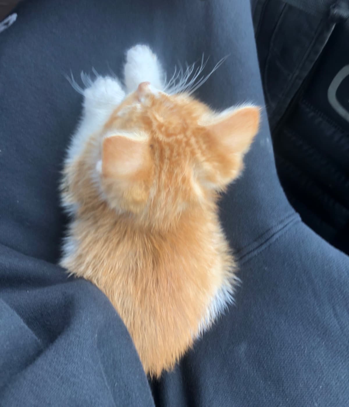 Help Us Pay Rent & Heal Our Beloved Cat