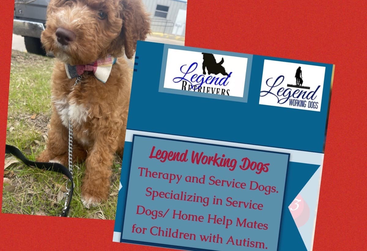 ServiceAndTherapyDogTraining