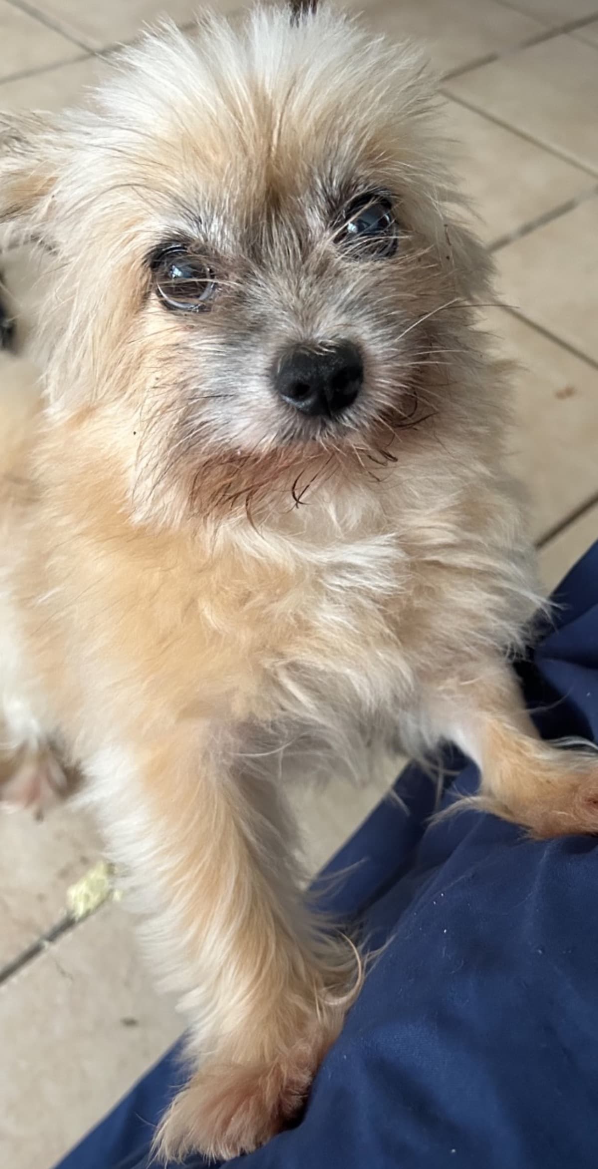 DogVetBills