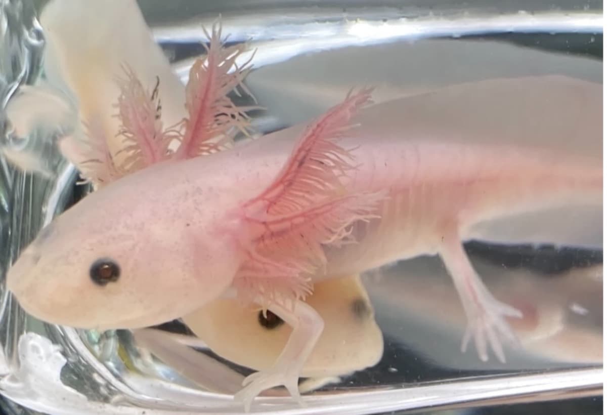 HelpMeRaiseMoneyForAnAxolotl