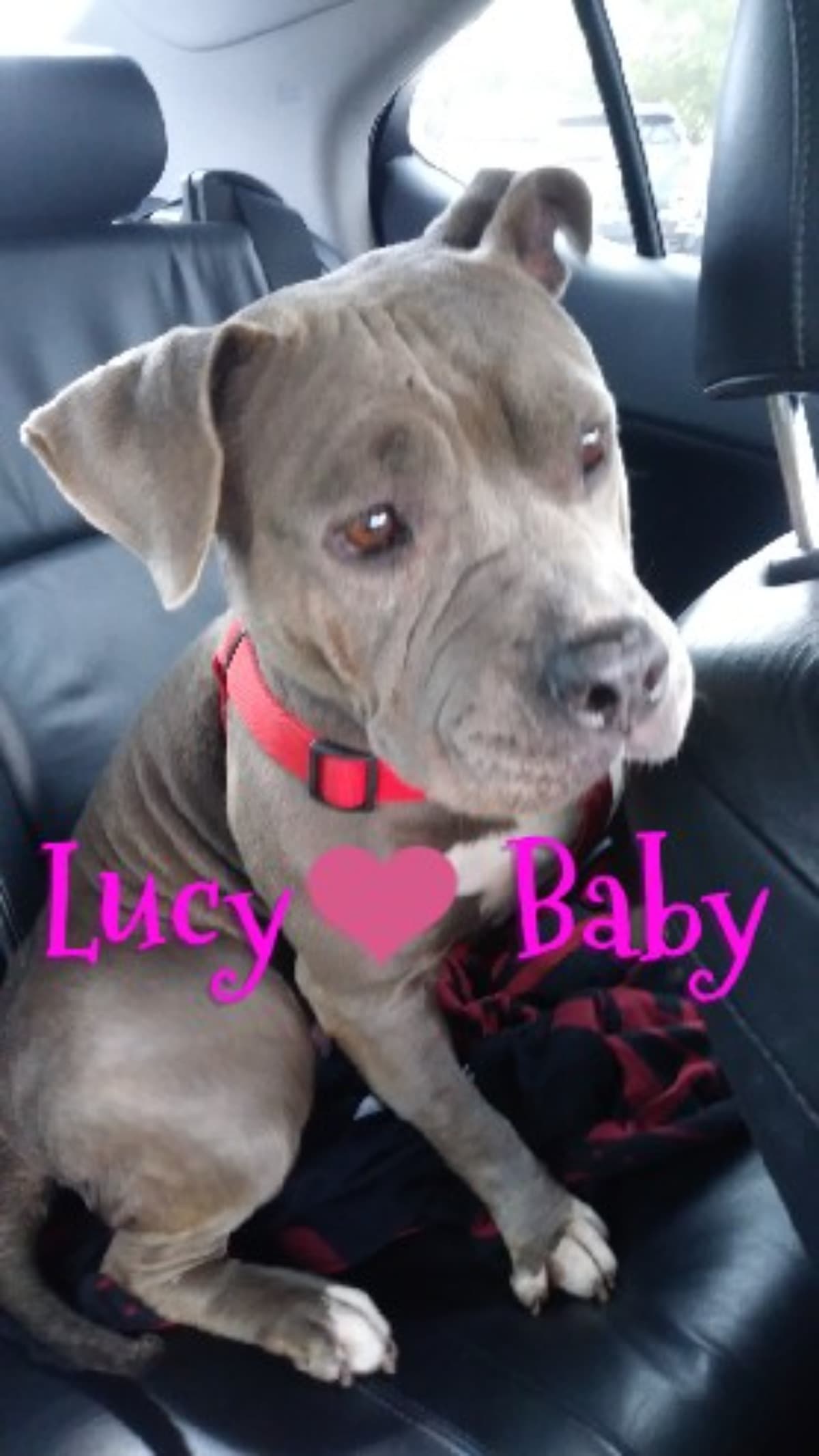 LucyEmergencySurgery