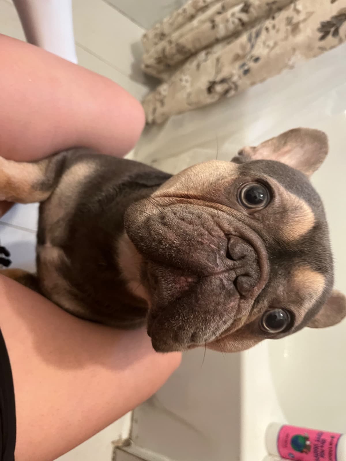 HelpBentleyGetSurgery
