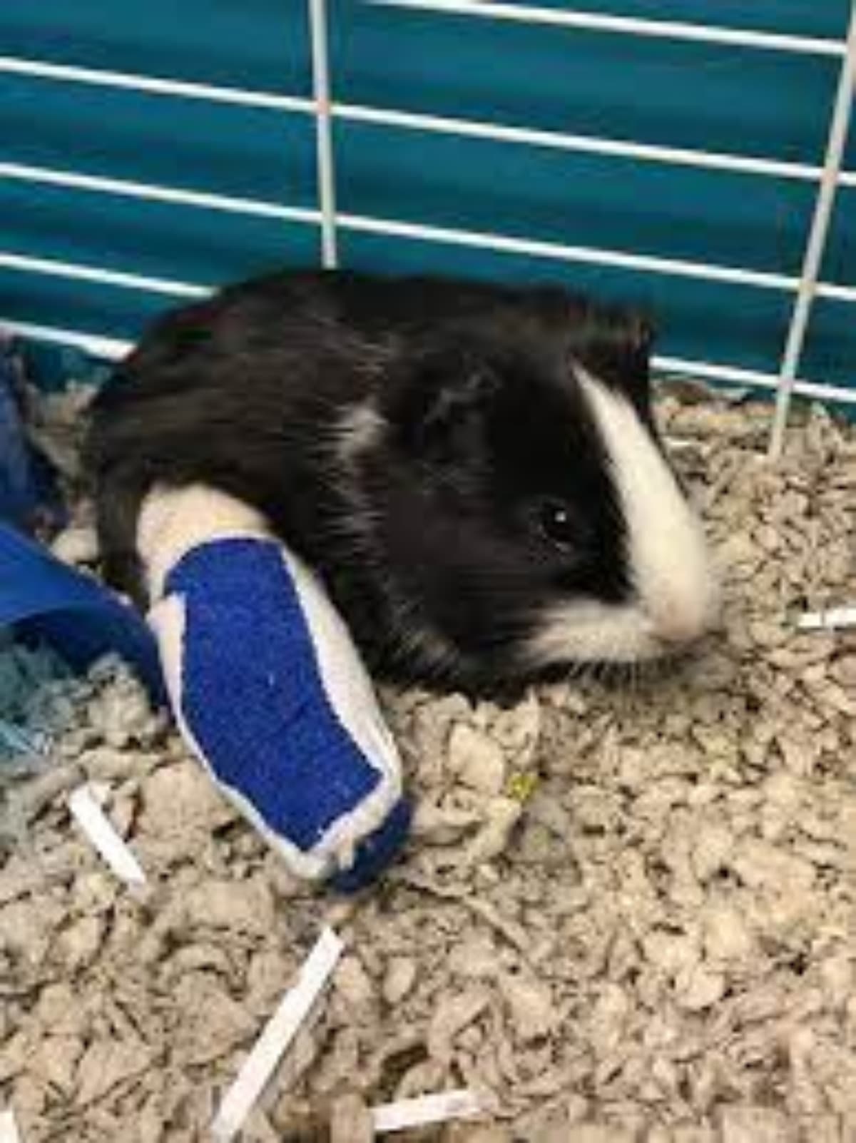 CastForMyPiggyGirl