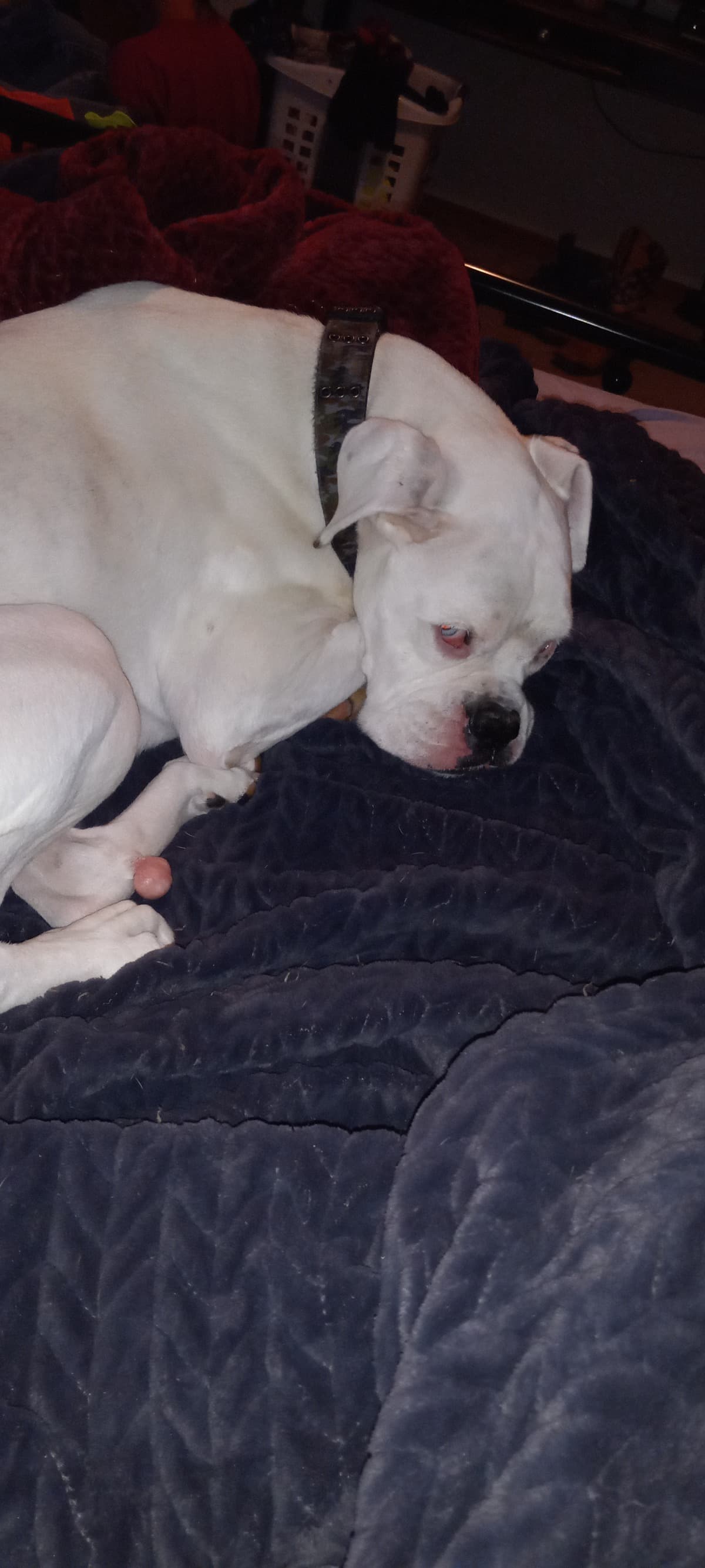 SurgeryForThisDogIRescued
